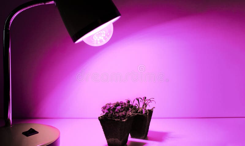 Wachsende Pflanzgut zu Hause und Rosa führten phytolighting Leuchten für Pflanzen. Sprösslingsbasilikum und -spinat. Verkauf. weiß lizenzfreies stockfoto