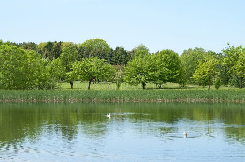 Der Große Teich Catherine Im Park Stockbild Bild von petersburg, blau