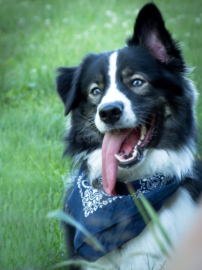 Wacked out crazy Dog stock image Wacked out crazy Dog stock image