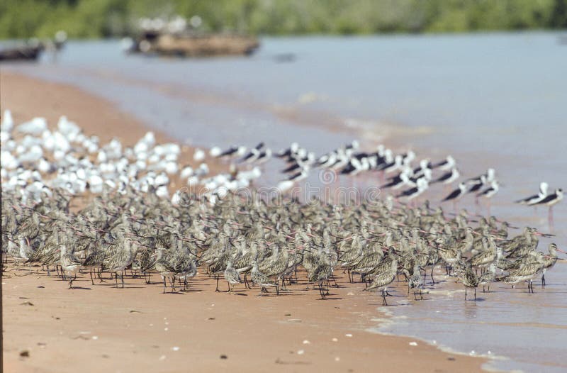 Wader birds on the foreshore on Roebuck Bay .