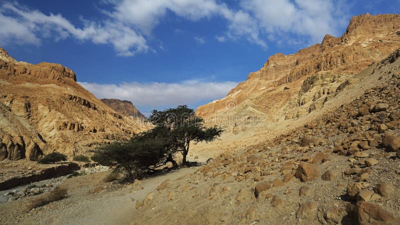 Wadi Arugot En La Reserva De Naturaleza De Ein Gedi, Israel Foto de