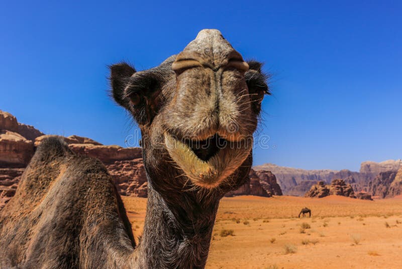 Jordan Wadi Rum Camels, Desert Tourist Location