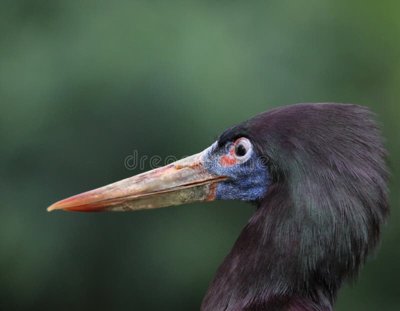 The head of a giant ibis. The head of a giant ibis