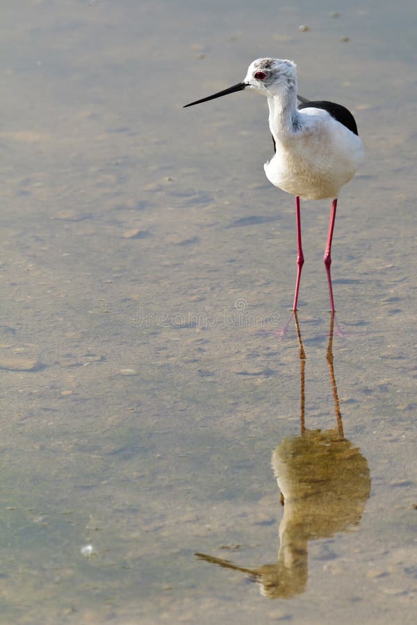 Wading bird reflecting on lake