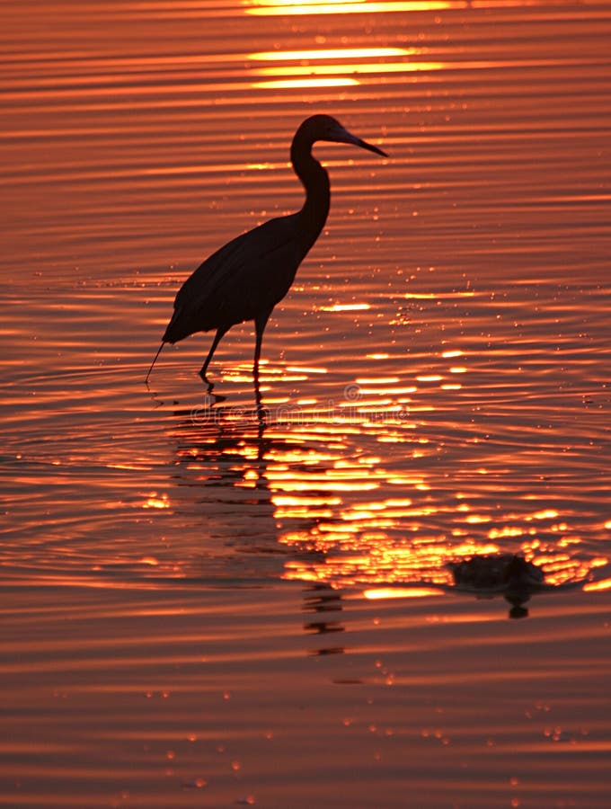 Wading bird at sunset
