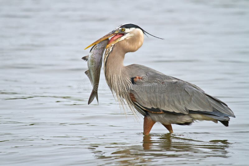 Wading Great Blue Heron With Fish royalty free stock photo Wading Great Blue Heron With Fish royalty free stock photo
