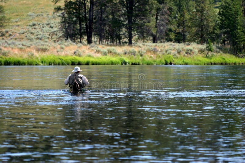 Man going fly fishing in yellowstone national park, wading across the river. Man going fly fishing in yellowstone national park, wading across the river