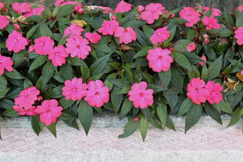 Waeriana di impatiens in un vaso immagini stock libere da diritti Waeriana di impatiens in un vaso immagini stock libere da diritti