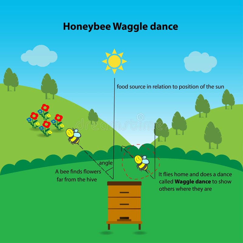 Honeybee waggle dance, educational worksheet, conceptual vector