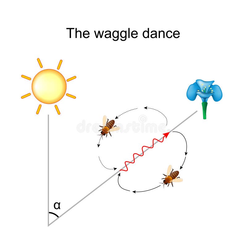 Waggle dance of the honeybee. Bee shares information about the direction and distance to flowers with nectar and pollen, to water sources, or to new nest-site locations with other members of the colony