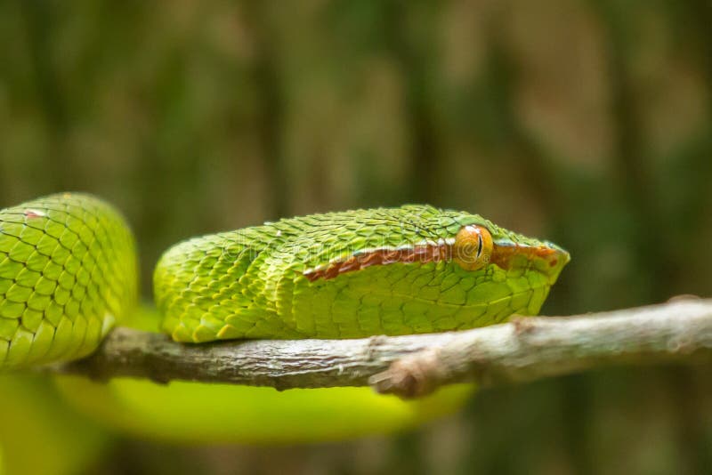 Wagler&x27;s Pitviper &x28;Tropidolaemus wagleri&x29; snake in Bako National Park, Borneo