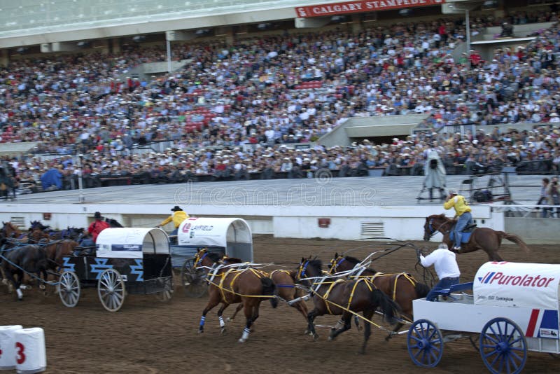 Wagon and horses Calgary editorial stock image. Image of city 42946514