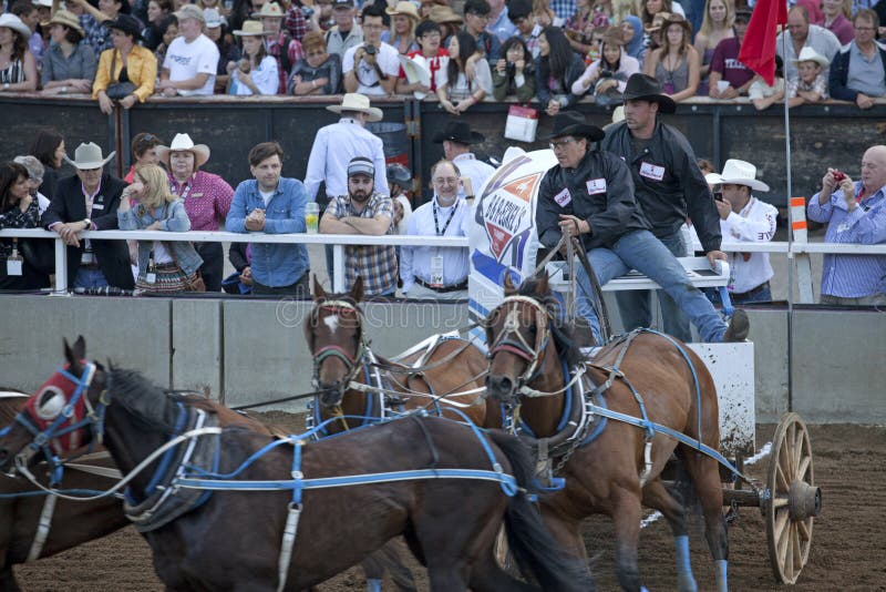 Wagon racing, Calgary editorial photography. Image of spectators 42946732