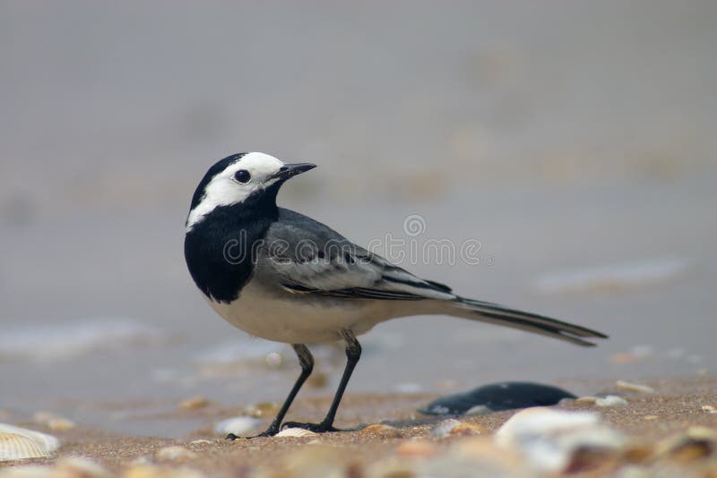 Wagtail bird