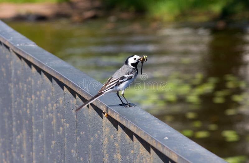 Wagtail with dragonfly