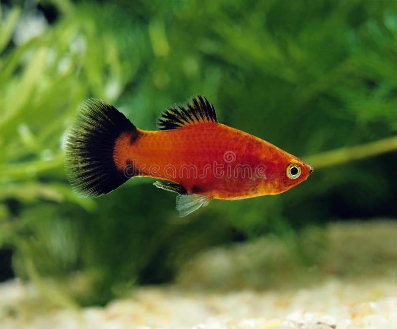 Platy Fish Xiphophorus Maculatus Swimming in Exotic Tropical Aquarium