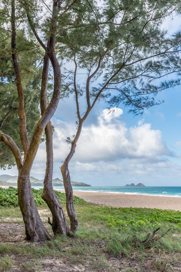 Waimanalo-Strand und eine Insel auf Oahu, Hawaii, wie durch die Ironwoodbäume gesehen lizenzfreie stockbilder Waimanalo-Strand und eine Insel auf Oahu, Hawaii, wie durch die Ironwoodbäume gesehen lizenzfreie stockbilder