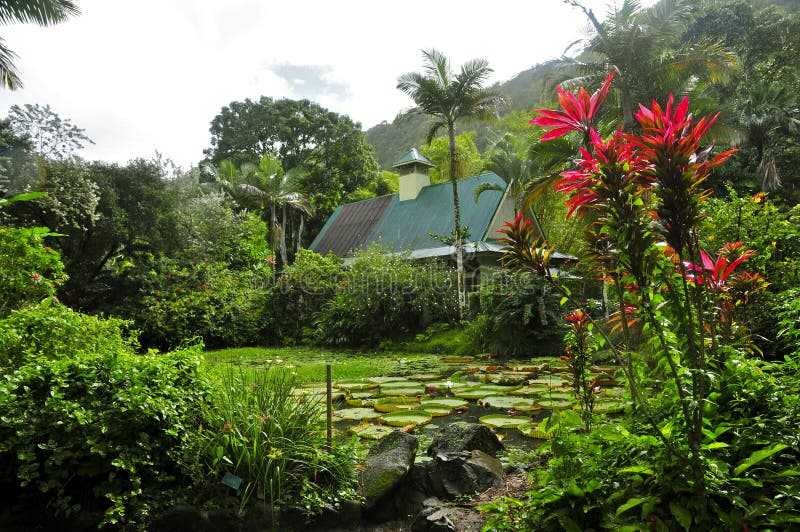 Waimea Arboretum Und Botanischer Garten Stockfoto Bild Von