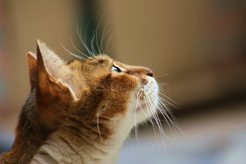 Waiting cat stock image. Image of wait, eyes, care, owner - 8131737