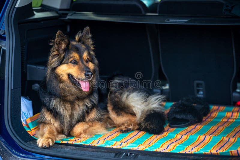 waiting dog in the trunk of a car