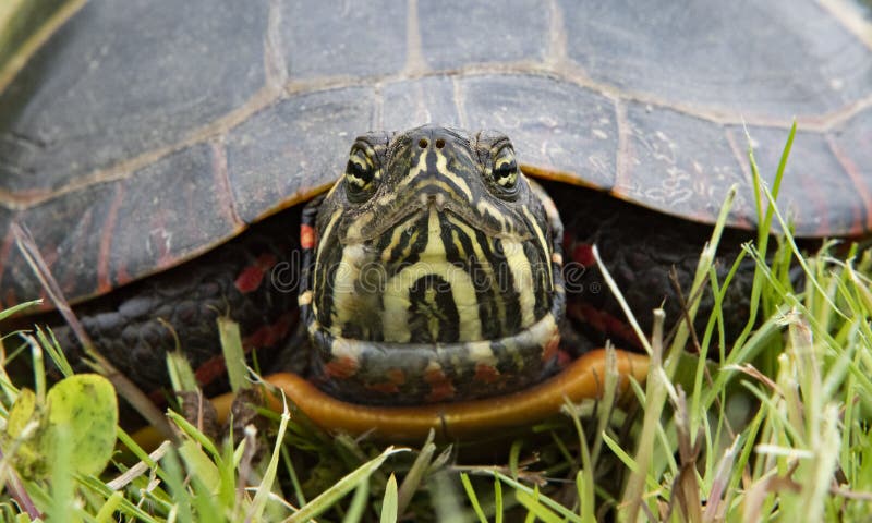 Eastern painted turtle, Ocean View Farm Reserve, Dartmouth,Massachusetts