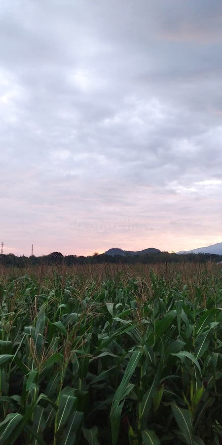 Waiting for the sun to rise in the corn field. royalty free stock image