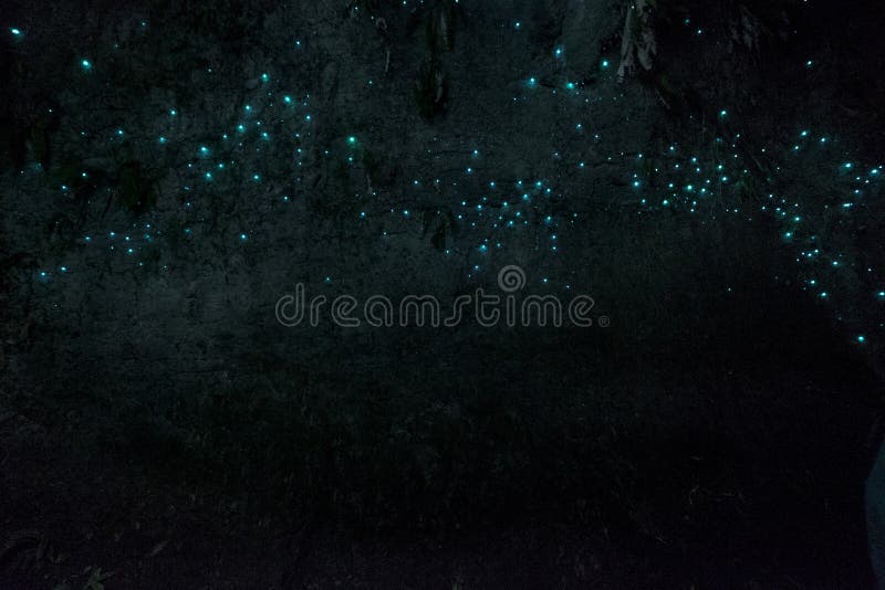 Waitomo Glowworm Caves, Waikato, New Zealand.