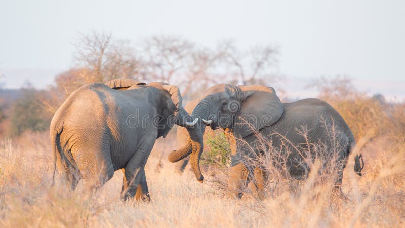 Walczący afrykańscy słonie w sawannie, Kruger park, Południowa Afryka obraz stock Walczący afrykańscy słonie w sawannie, Kruger park, Południowa Afryka obraz stock
