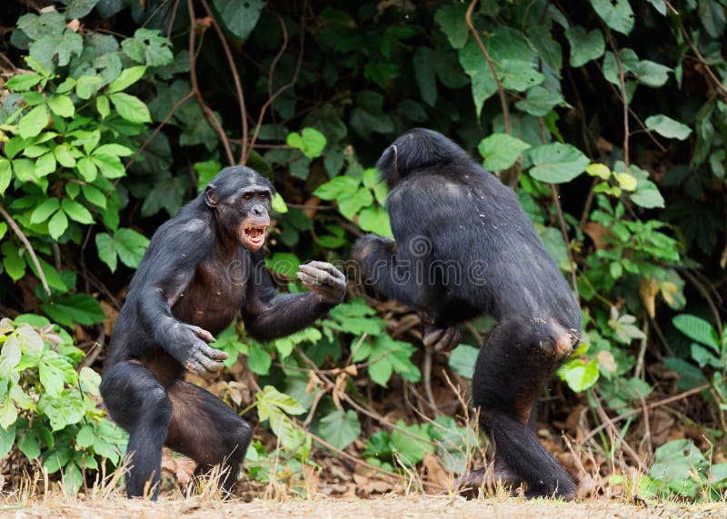 Walczący szympans