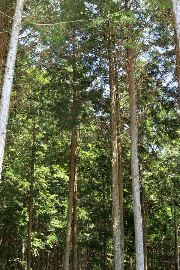 Japanese cedar forest (Cryptomeria japonica) in Japan. Japanese cedar forest (Cryptomeria japonica) in Japan