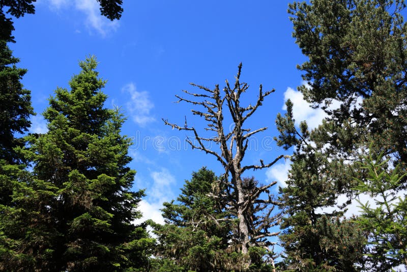 Wald des Silbertannenbaums und des toten Baums stockfotografie Wald des Silbertannenbaums und des toten Baums stockfotografie
