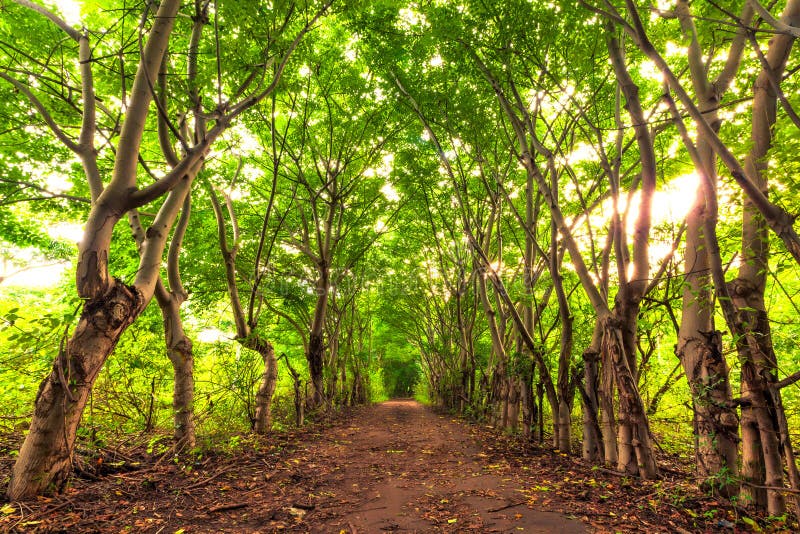 Wald Gili Trawangans, Indonesien lizenzfreie stockbilder Wald Gili Trawangans, Indonesien lizenzfreie stockbilder
