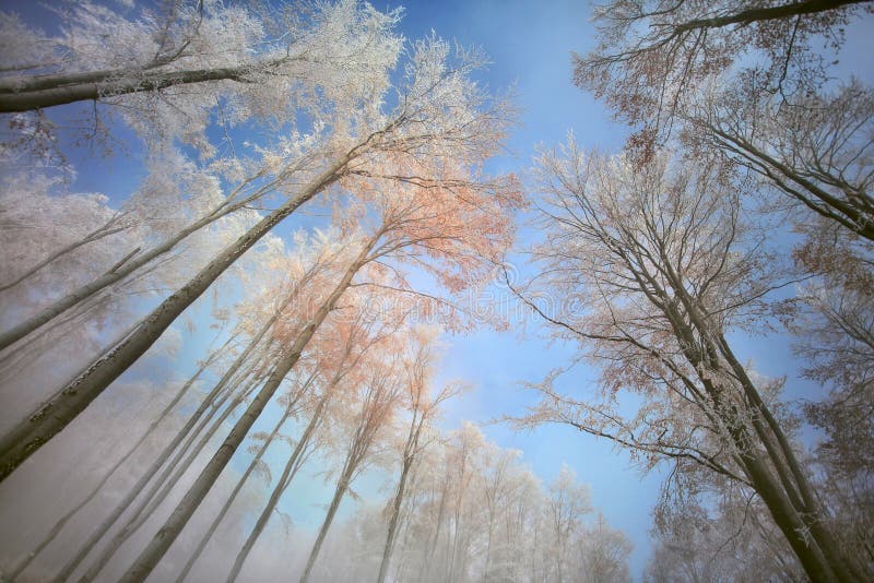 Wald im Winter lizenzfreie stockbilder Wald im Winter lizenzfreie stockbilder