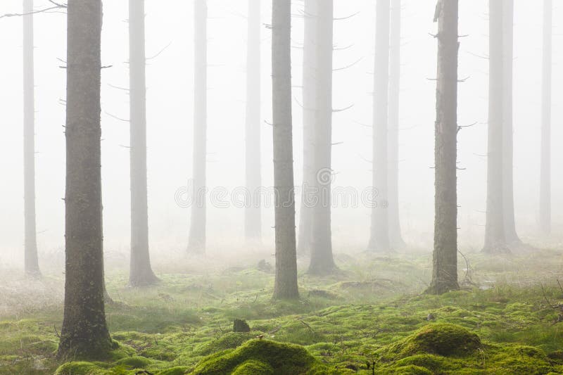 Spruce tree in the forest with morning mist. Spruce tree in the forest with morning mist