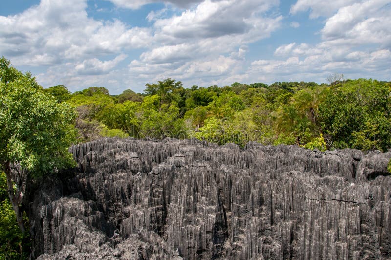 Wald und Felsen in Tsingy de Bemaraha in Madagaskar lizenzfreie stockfotografie Wald und Felsen in Tsingy de Bemaraha in Madagaskar lizenzfreie stockfotografie