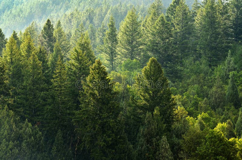 Wald von Kiefern und von Bergen stockbilder