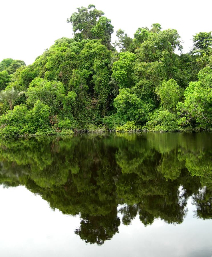 Wald widergespiegelt in einer Lagune auf dem Amazonas stockfotografie Wald widergespiegelt in einer Lagune auf dem Amazonas stockfotografie