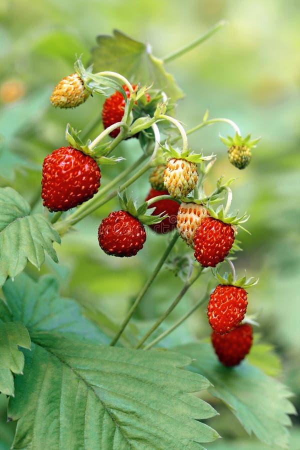 Walderdbeeren auf Wiese stockbild. Bild von draussen - 33965625