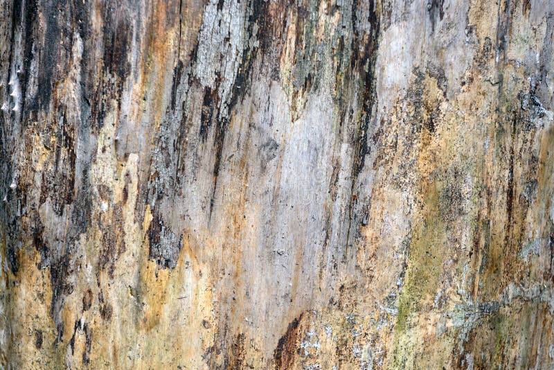 Waldholzbeschaffenheit lizenzfreies stockbild Waldholzbeschaffenheit lizenzfreies stockbild