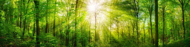 Waldpanorama mit warmen Sonnenstrahlen stockfotografie