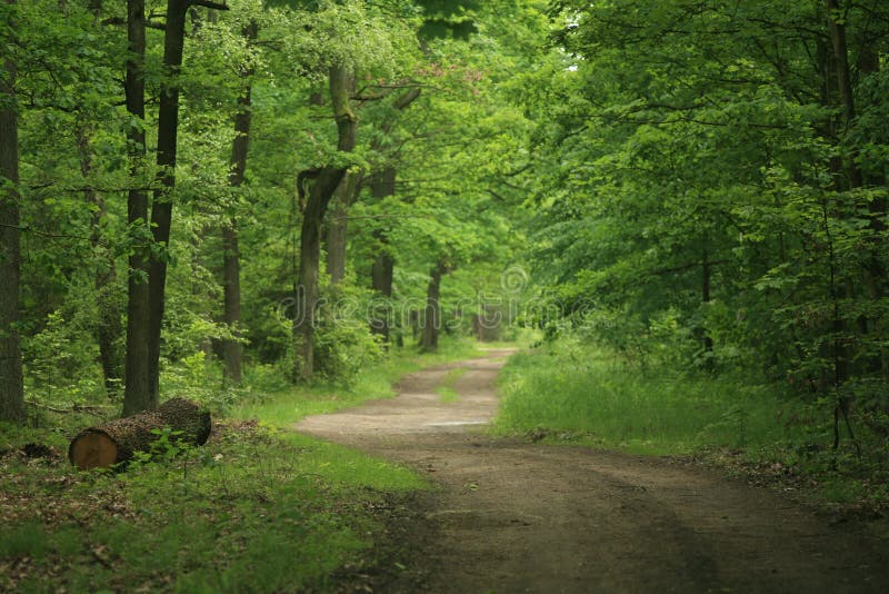 Waldpfad v3 lizenzfreie stockfotos