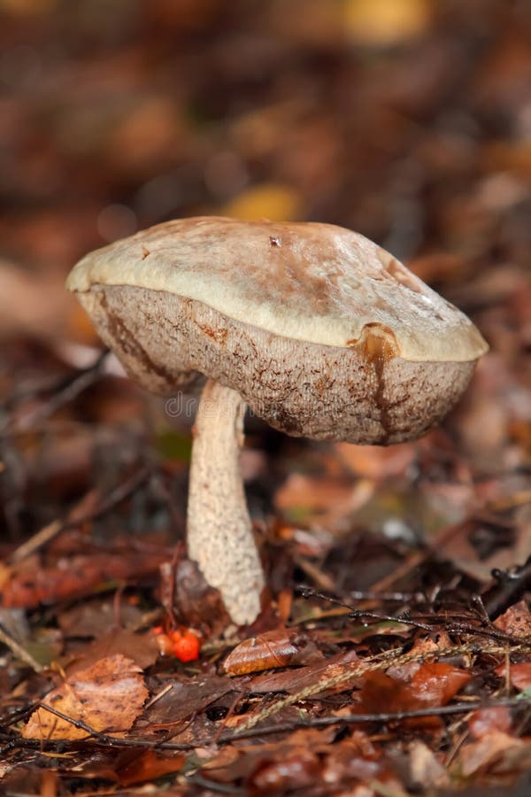 Waldpilz stockfoto. Bild von giftig, puffball, wald, braun - 21587234