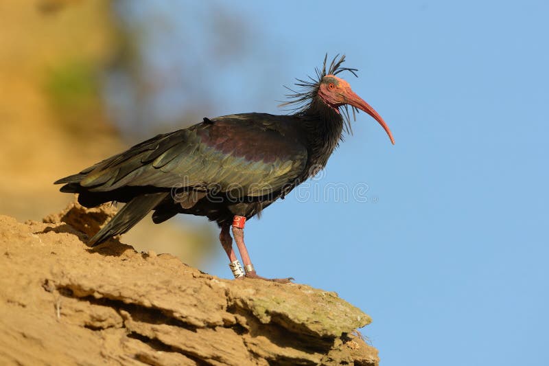 Waldrapp - eremita Waldrapp Geronticus lizenzfreies stockbild Waldrapp - eremita Waldrapp Geronticus lizenzfreies stockbild
