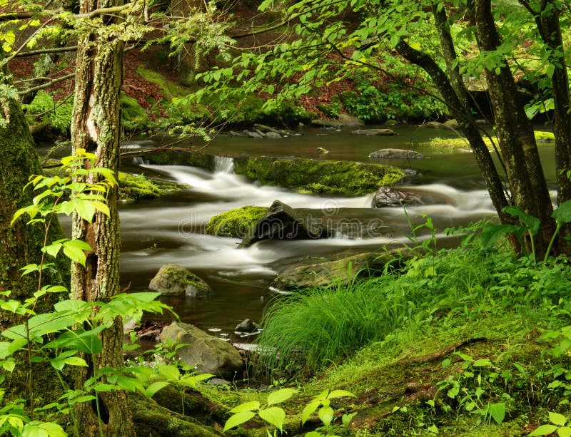 Waldstrom stockfotografie