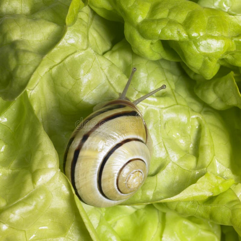 Grove-Schnecke nach grünem Kopfsalat lizenzfreie stockbilder Grove-Schnecke nach grünem Kopfsalat lizenzfreie stockbilder