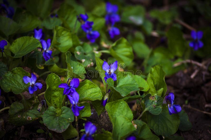 Waldveilchen im Frühjahr lizenzfreie stockfotos Waldveilchen im Frühjahr lizenzfreie stockfotos