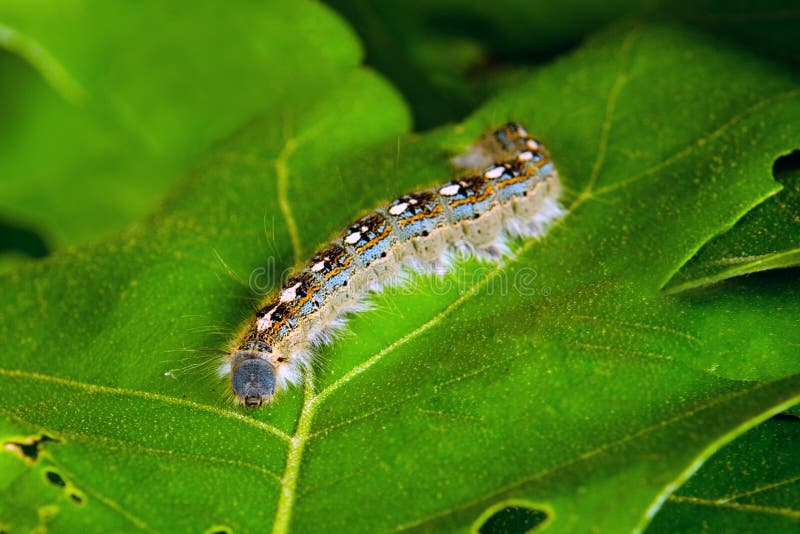 pellucid hawk moth caterpillar