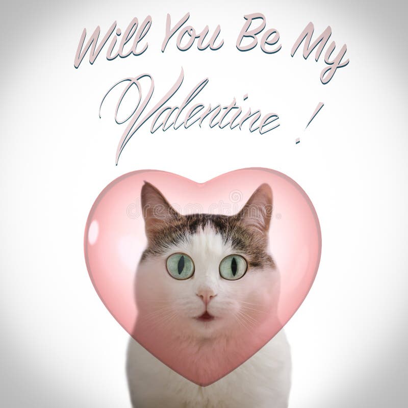 Valentine`s day card with funny cat and heart on white background with will you be my valentine inscription copy space. Valentine`s day card with funny cat and heart on white background with will you be my valentine inscription copy space