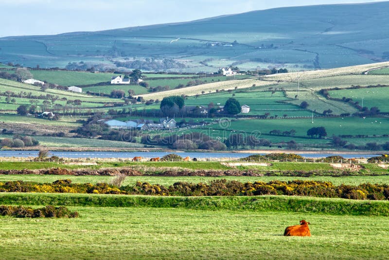 Wales Welsh countryside cow royalty free stock photos Wales Welsh countryside cow royalty free stock photos