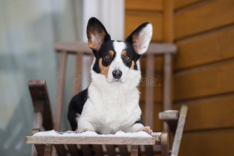 Walesisk corgikoftahund utomhus i vinter arkivfoton Walesisk corgikoftahund utomhus i vinter arkivfoton
